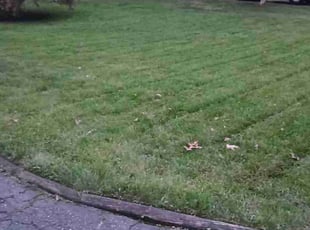 Alejandro I.'s lawn care services service result