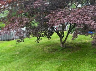 Danelle B.'s grass cutting service result