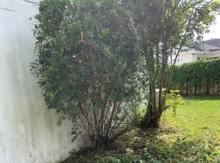 Ron Z.'s Bush Trimming service result
