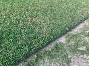 Cheryl S.'s turf care service result
