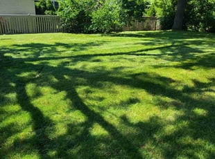 David U.'s lawn care service result