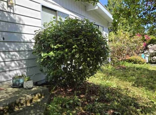 Bhupendra P.'s Bush Trimming service result