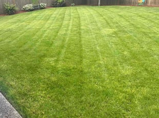 Nancy M.'s grass maintenance service result