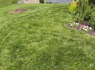 Sam H.'s lawn maintenance service result