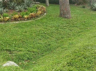 Alexandria C.'s lawn care services service result