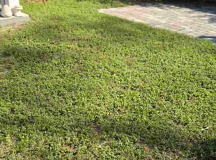 Bert F.'s turf care service result