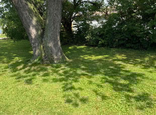 Rob R.'s grass maintenance service result