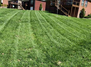 Jaquenette P.'s lawn service service result
