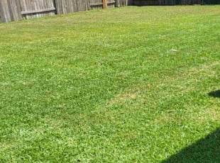 Sherry M.'s turf care service result