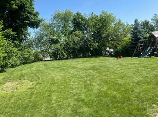 Arpit P.'s grass maintenance service result