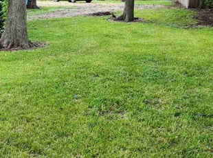 Chris M.'s lawn service service result