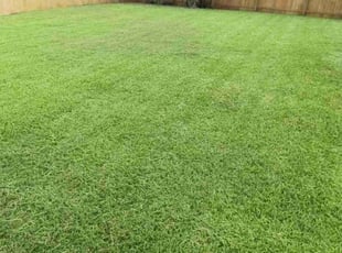 Deselle H.'s lawn maintenance service result