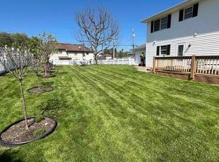 Vince W.'s grass maintenance service result