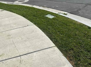 Steve A.'s grass maintenance service result