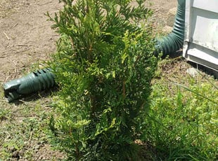 Kris S.'s Bush Trimming service result