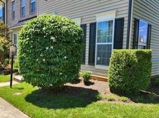 Hanh T.'s Bush Trimming service result