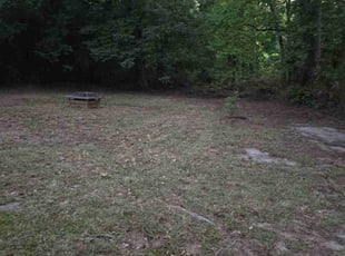 Debora W.'s Leaf Removal service result