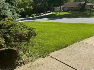 Jennifer Z.'s grass cutting service result