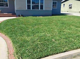 Hashim K.'s turf maintenance service result