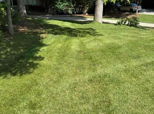 Anne A.'s lawn service service result