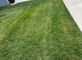 Tina W.'s grass cutting service result