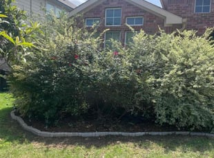 Vivian H.'s Bush Trimming service result