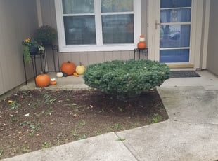 Ulysses G.'s Bush Trimming service result