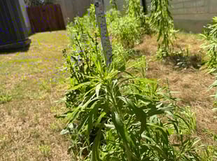 D'Lyn C.'s lawn care service result