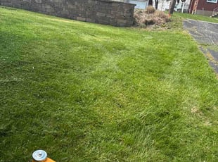 Michael E.'s grass maintenance service result