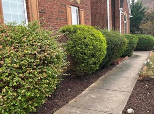 Jeff T.'s turf care service result