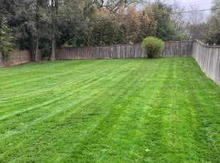 Audrey F.'s grass maintenance service result