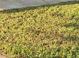 Vera R.'s turf care service result