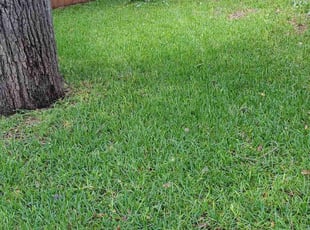 Karen C.'s grass maintenance service result