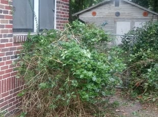 Steve V.'s Bush Trimming service result