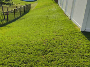 Shahed M.'s turf maintenance service result