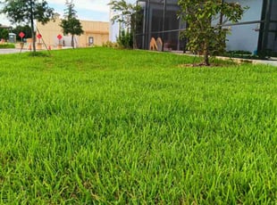 William N.'s turf care service result