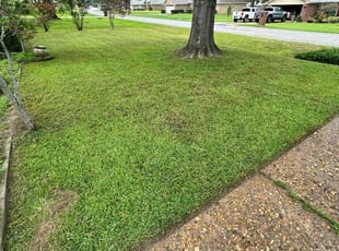 Michael C.'s turf care service result