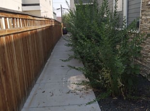 Carol H.'s Bush Trimming service result