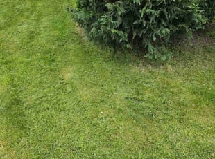 Susan T.'s grass maintenance service result
