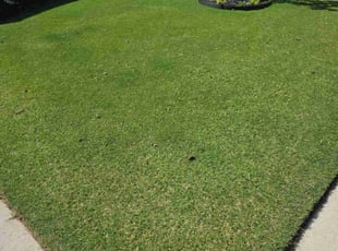 Jennifer S.'s lawn maintenance service result
