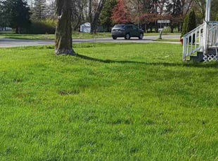 Jazmine S.'s lawn care services service result