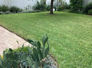 Giovonna P.'s lawn care service result