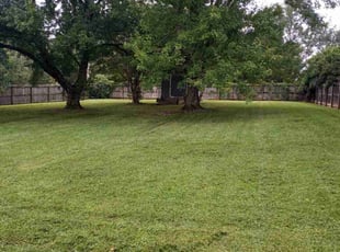 Angela C.'s turf care service result