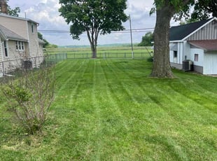 Eddie M.'s grass maintenance service result