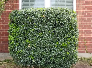 Michael Y.'s Bush Trimming service result