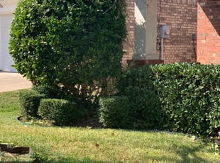 Timothy U.'s Bush Trimming service result