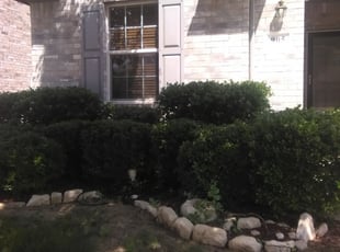 Stephanie S.'s Bush Trimming service result