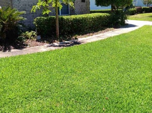 Roxane T.'s Bush Trimming service result