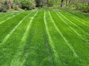 Sheri K.'s grass cutting service result