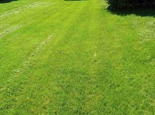 Leo G.'s lawn maintenance service result